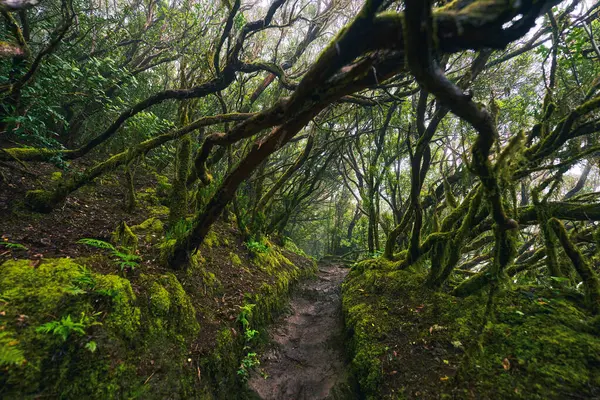 Anaga, Tenerife 'nin yoğun defne ormanlarındaki yosun kaplı ağaçların gündüz görüşü