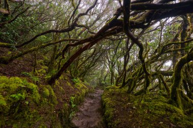 Yoğun ve sisli bir ormanda, kıvrık yosun ağaçları ve yemyeşil eğreltiotları olan dolambaçlı bir yürüyüş yolu.