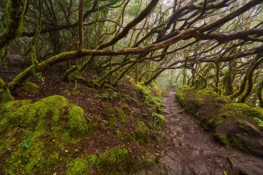 Yoğun ve sisli bir ormanda, kıvrık yosun ağaçları ve yemyeşil eğreltiotları olan dolambaçlı bir yürüyüş yolu.