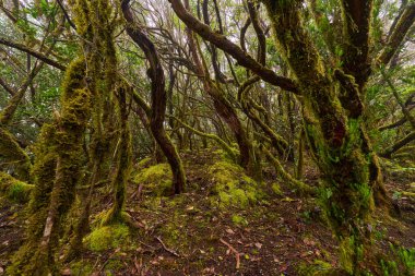 Yosunlarla kaplı, kıvrımlı ağaç dallarında büyüyen simbiyotik bitkilerin yoğun ve nemli bir ormanın görüntüsü.