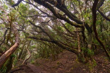 Yosunlarla kaplı, kıvrımlı ağaç dallarında büyüyen simbiyotik bitkilerin yoğun ve nemli bir ormanın görüntüsü.