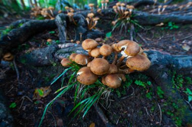 Romanya 'nın Apuseni Ulusal Parkı' ndaki yosunlu odunlarda büyüyen bal aromalı mantar kümesi (Armillaria mellea), aşırı geniş bir makro perspektifte yakalandı