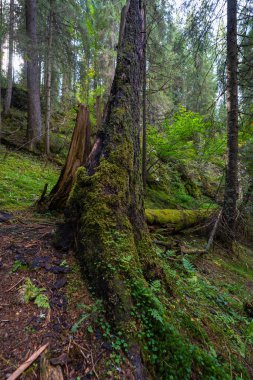 Yosun kaplı ağaç gövdesi ve eğreltiotu ve yoğun çalılıklarıyla gölgeli Apuseni ormanında.