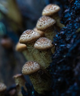 Romanya 'nın Apuseni Dağları ormanlarında çürüyen odunlar üzerinde büyüyen bal mantarı kümesinin (Armillaria mellea) yakın çekim makrosu