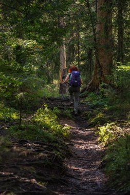 Romanya 'nın Apuseni Dağları' ndaki orman patikasında yeşil ve ağaç kökleriyle çevrili kıvırcık saçlı ve sırt çantalı bir yürüyüşçü kadın.