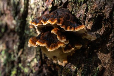Romanya 'nın Apuseni Dağları ormanlarındaki ağaç kabuklarında yetişen mantarların (Trametes versicolor, hindinin kuyruğu) yakın çekimi