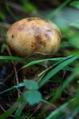 Romanya 'nın Apuseni Dağları' ndaki orman zemininde çimenler ve yapraklar arasında parlayan nemli bir mantarın (Hygrophorus türünün) kapanışı