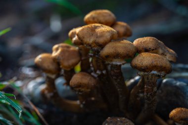 Romanya 'nın Apuseni Dağları ormanlarında çürüyen odunlar üzerinde büyüyen bal mantar kümesi (Armillaria mellea)