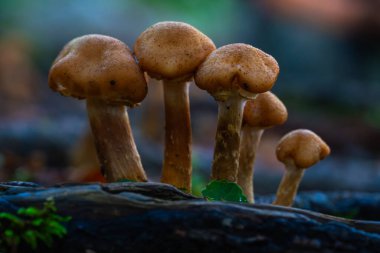 Romanya 'nın Apuseni Dağları ormanlarında çürüyen odunlar üzerinde büyüyen bal mantarı kümesinin (Armillaria mellea) yakın çekim makrosu