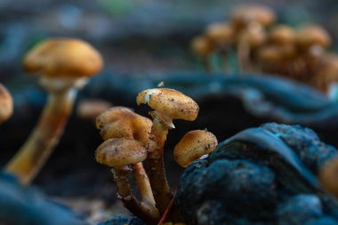 Romanya 'nın Apuseni Dağları ormanlarında çürüyen odunlar üzerinde büyüyen bal mantar kümesi (Armillaria mellea)