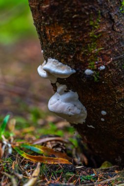 Romanya 'nın Apuseni Dağları ormanlarındaki bir ağaç gövdesinde büyüyen beyaz mantarlara (Phellinus türleri) yakın plan