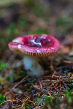 Romanya 'nın Apuseni Dağları' ndaki yosun ve çam iğneleri arasında yetişen zehirli bir tür olan kırmızı bir mantara (Russula emetica) yakın plan
