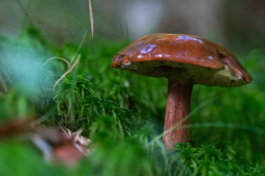 Bir körfez bolete (Boletus badius) mantarının, nemli bir ormanda canlı yeşil yosun arasında büyüyen parlak kahverengi bir başlığı vardır.