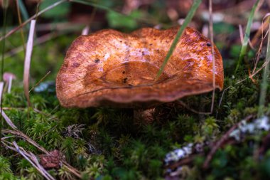 Romanya 'nın Apuseni Dağları' ndaki nemli bir orman zemininde yosunların arasında büyüyen kahverengi yağmurla dolu bir kapakla ağlayan süt başlığı (Lactarius volemus)