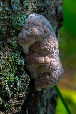Köknar kabuğunda büyüyen kuru pembe polipora (Rhodofomes roseus) mantarı, gözenekli dokusunu ve kaba yüzeyini gösterir.