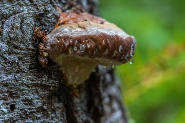 Bir köknar gövdesinde büyüyen ve nemli bir orman ortamında temiz bir oluk damlacıkları fışkırtan Kanayan Kozalaklı Kozalaklı Polypore 'ye (Phellinus ferrugineofuscus) yakın plan