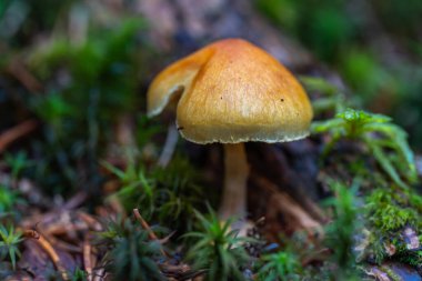 Ölümcül Galerina (Galerina marginata) Apuseni Dağları 'nın nemli bir ormanında yosun ve çam iğneleri arasında çürümüş odunlar üzerinde yetişir.