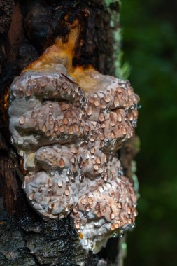 Bir köknar gövdesinde büyüyen ve nemli bir orman ortamında temiz bir oluk damlacıkları fışkırtan Kanayan Kozalaklı Kozalaklı Polypore 'ye (Phellinus ferrugineofuscus) yakın plan