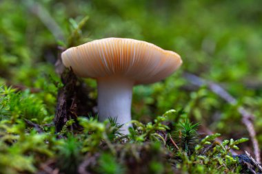 Yenebilir mantar dişli Russula (Russula vesca) orman zemininde yosunların arasında büyümekte, kapağının ayrıntılı solungaçlarını ve nemli dokusunu göstermektedir.