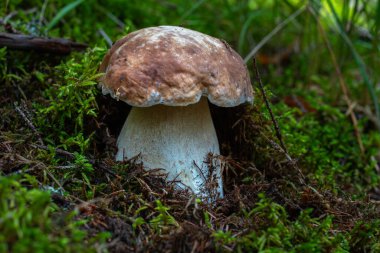 Bir porcini 'nin (Boletus edulis) yakın çekimi nemli orman zemininde yosun ve orman kalıntıları arasında büyüyen mantar