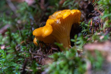 Bir chanterelle 'in (Cantharellus cibarius) nemli bir orman zemininde yosun ve orman enkazı arasında büyüyen yakın çekimi