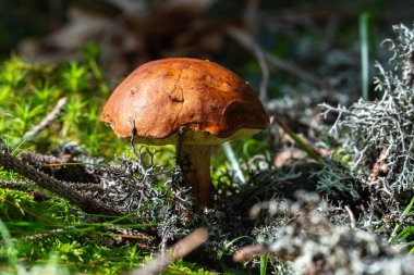 Yumuşak güneş ışığında orman zemininde yosun ve liken arasında büyüyen bir körfez boletinin (Imleria badia) yakın çekimi