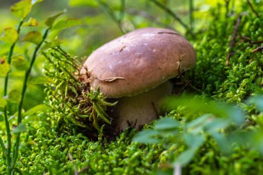 Porcini (Boletus edulis) mantarı, yumuşak doğal ışık altında yemyeşil bir yosundan çıkar.