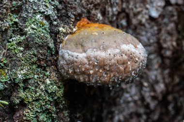 Bir köknar gövdesinde büyüyen ve nemli bir orman ortamında temiz bir oluk damlacıkları fışkırtan Kanayan Kozalaklı Kozalaklı Polypore 'ye (Phellinus ferrugineofuscus) yakın plan