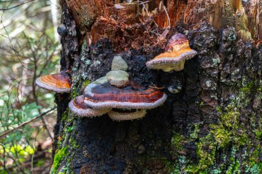 Çürüyen bir köknar kütüğünde büyüyen, yosun ve yosunla kaplanmış, damlacıklı mantarlar.