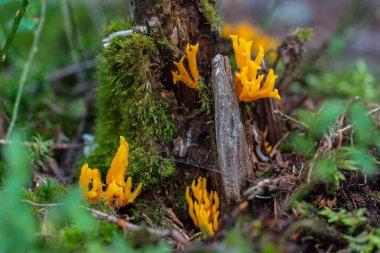 Islak bir orman zemininde yosunların arasında büyüyen sarı stagshorn mantarına (Calocera viscosa) yakın durun.