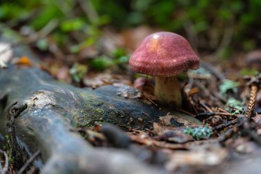 Peppery Bolete (Chalciporus piperatus), ladin köklerinin yanındaki orman zemininde yenmez.