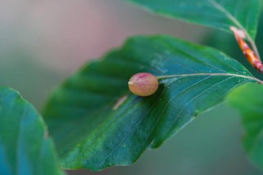 Avrupa kayın yaprağının Macro 'ya yakın çekimi, seçici bir odaklanma ile ormanda Mikiola ibnesinin sebep olduğu tek bir pembemsi safrayı gösteriyor