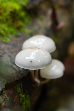 Nemli bir orman ortamında çürüyen kayın ağacında büyüyen parlak beyaz porselen mantar kümesi Oudemansiella mucida.