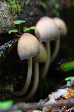 Mika kapaklı mantar kümesi. Coprinellus micaceus yosun ve Apuseni Dağları 'ndaki nemli orman zemininde yetişiyor.