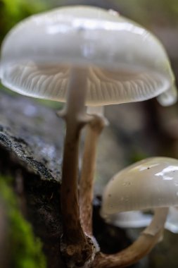 Nemli bir orman ortamında çürüyen kayın ağacında büyüyen parlak beyaz porselen mantar kümesi Oudemansiella mucida.