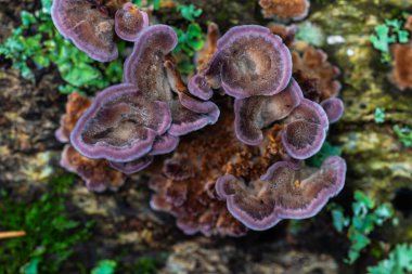 Apuseni Dağları 'ndaki nemli bir ormanda çürüyen ahşap, mor kenarlar ve kahverengi başlıklar üzerinde büyüyen mor dişli polipore Trichaptum biforme.
