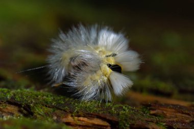 Beyaz ve sarı tüylü soluk benizli soluk benizli güve tırtıl Calliteara pudibunda nemli bir orman ortamında yosun kabuğunda sürünüyor.