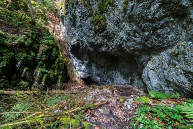Ghetarul Focul Viu mağarasının girişi yosunlu uçurumlar ve Apuseni Dağları 'ndaki orman bitkileriyle çevrili.