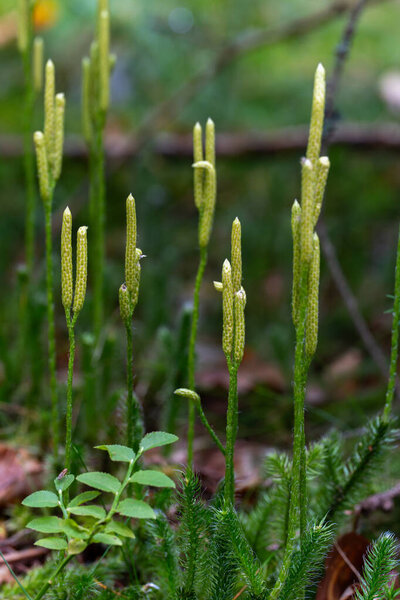 Clubmoss (Lycopodium clavatum) with upright spore-bearing stems growing among mosses on a forest floor