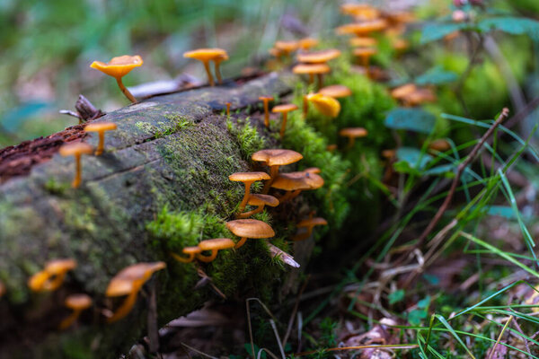 Small orange mushrooms growing in clusters on a moss-covered fallen log in a humid forest with selective focus