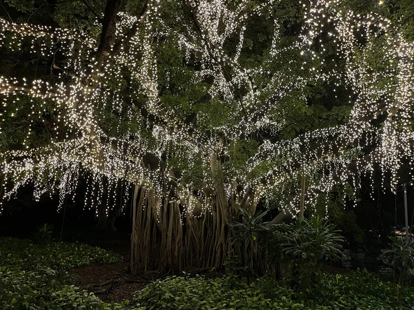 Piękny Widok Bajek Olbrzymim Drzewie Figowym Ogrodach Botanicznych Brisbane Queensland — Zdjęcie stockowe