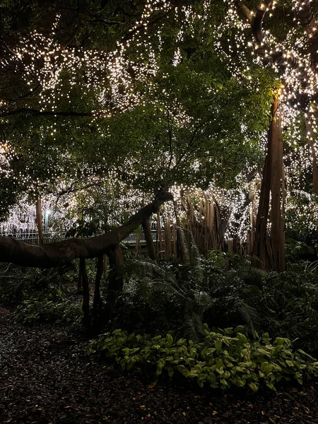 Tampilan Indah Lampu Peri Pada Pohon Ara Raksasa Kebun Raya — Stok Foto