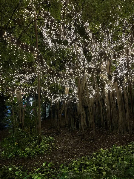 Prachtige Vertoning Van Geest Lichten Een Reusachtige Vijgenboom Botanical Gardens — Stockfoto
