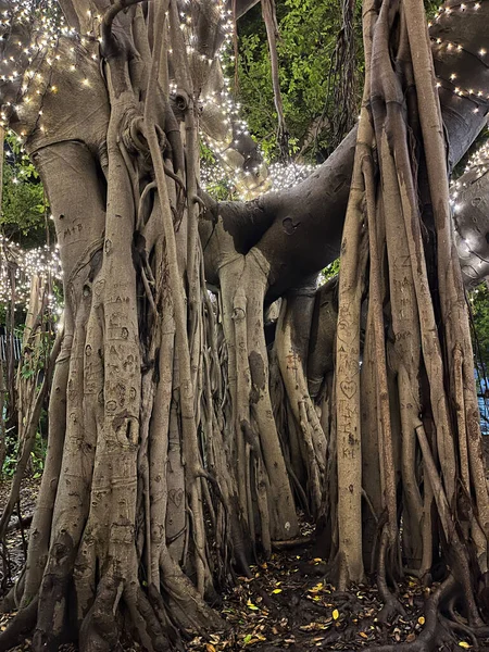 오스트레일리아 퀸즐랜드주 브리즈번 식물원에 무화과나무 아름다운 시되어 — 스톡 사진