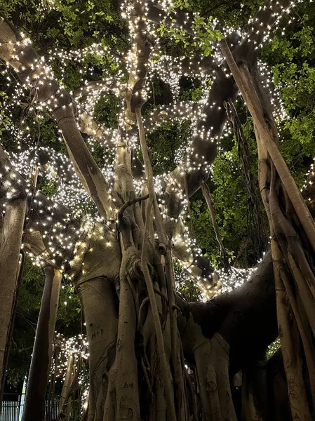 Piękny Widok Bajek Olbrzymim Drzewie Figowym Ogrodach Botanicznych Brisbane Queensland — Zdjęcie stockowe