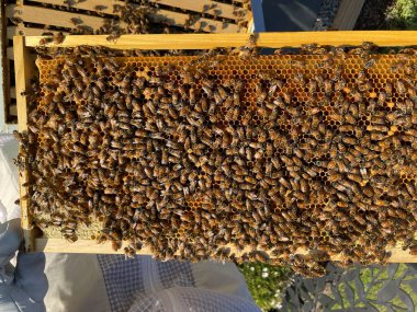Bal, arı ve çerçeveli arı kovanının yakın plan görüntüsü