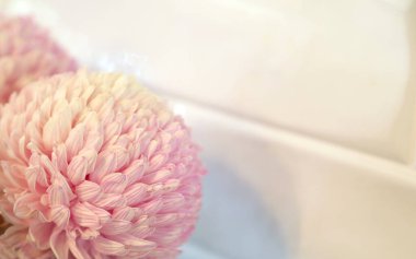 Pembe ve beyaz kasımpatı çiçekleri, ışık saçan derinlikte.