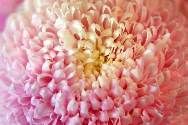 Closeup Flores Crisântemo Rosa Branco Com Profundidade Foco Shllow — Fotografia de Stock