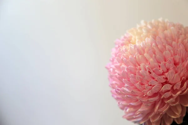 Gros Plan Fleurs Roses Blanches Chrysanthème Avec Une Profondeur Foyer — Photo