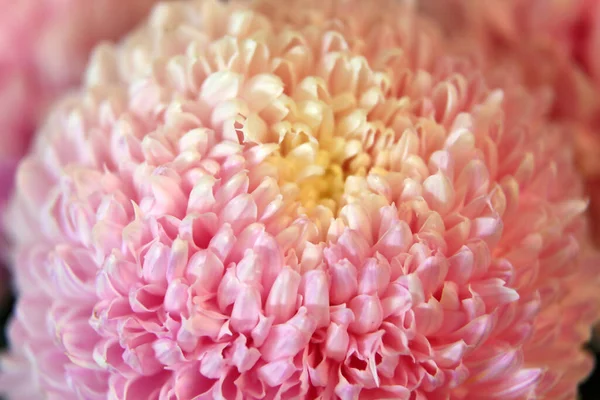 Närbild Rosa Och Vita Krysantemum Blommor Med Shllow Djup Fokus — Stockfoto